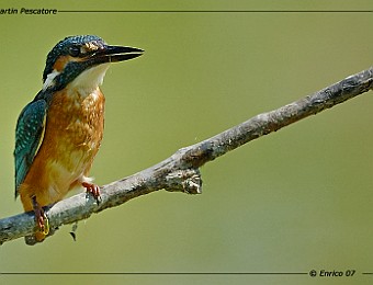 Animali 136